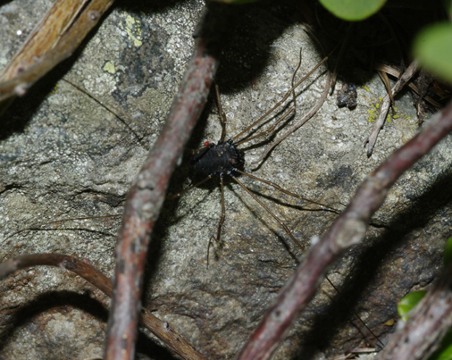 Opilionide altoatesino: P. pinetorum